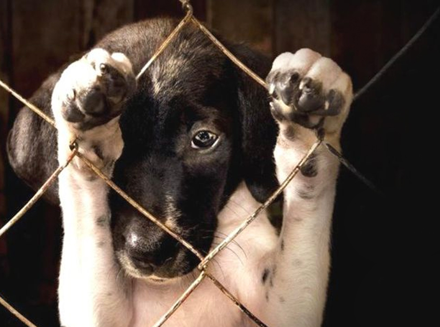  Protección Penal de los Animales en el Ecuador