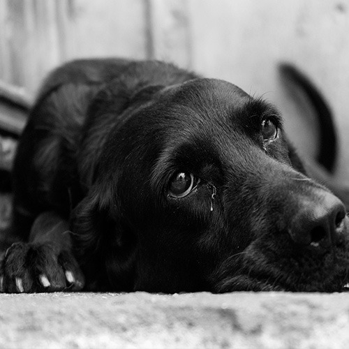 UN AMIGO CON HAMBRE Y CON INMENSO CORAZÓN